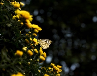 自然-风光-色彩-微距-蝴蝶 图片素材