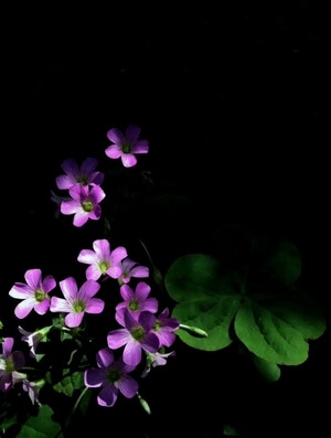 自然-风光-花-花朵-花卉 图片素材