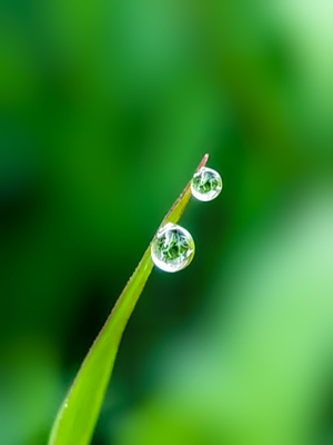 怀化市-晨露-水珠-露珠-露水 图片素材