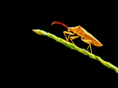 怀化市-虫语-蝽-节肢动物-昆虫 图片素材