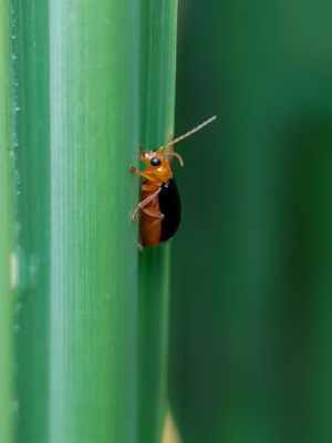 怀化市-虫语-昆虫-甲虫-动物 图片素材
