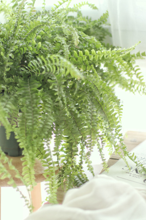 植物-绿植-波士顿撅-绿叶-植物 图片素材