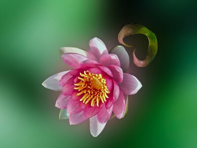 风光-花草-手机拍摄-睡莲-花 图片素材