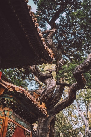 故宫-建筑-旅行-北京-古建筑 图片素材