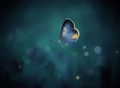 小灰蝶-蝴蝶-玲珑世界-生态-光影 图片素材