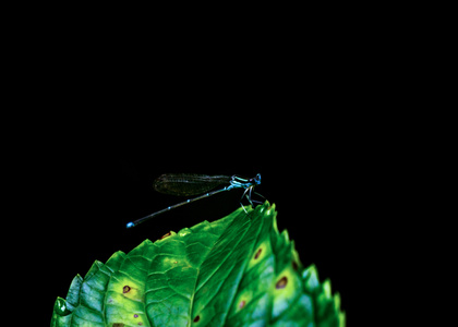 昆虫-蜻蜓-植物-低调-豆娘 图片素材