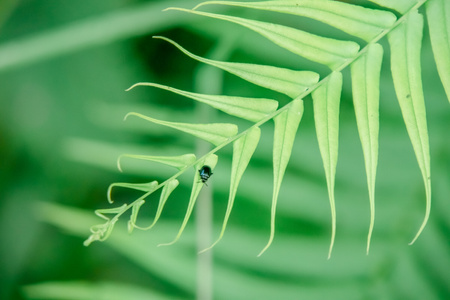 花花草草-自然-美图-我要上封面-本来就是自然 图片素材