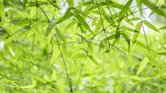 本来就是自然-自然-美图-花花草草-我要上封面 图片素材