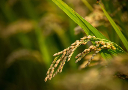 植物-我要上封面-水稻-植物-农作物 图片素材