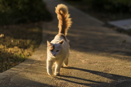 流浪猫-户外-秋天-阳光-猫 图片素材