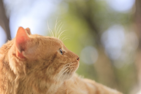 户外-阳光-流浪猫-猫-猫咪 图片素材
