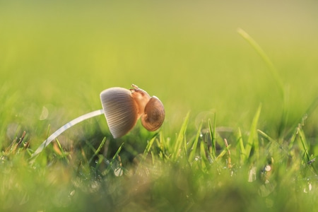 郊外-草-晨露-蘑菇-蜗牛 图片素材