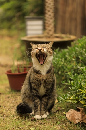 秋天-户外-流浪猫-猫-猫咪 图片素材