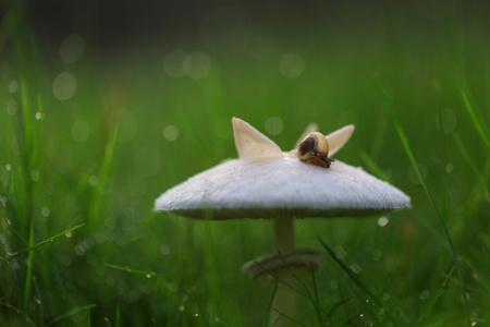 户外-夏天-草-蘑菇-蜗牛 图片素材