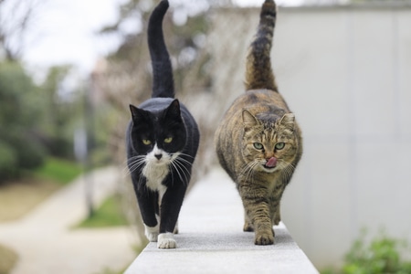 户外-流浪猫-猫-猫咪-动物 图片素材