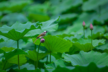缴费上热门-风景-荷叶-花-花朵 图片素材