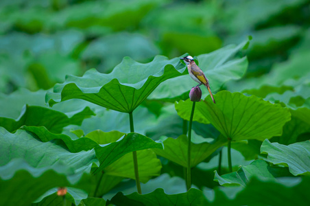 缴费上热门-风景-荷叶-花-花朵 图片素材