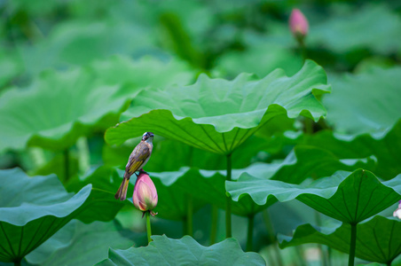 缴费上热门-风景-荷叶-花-花朵 图片素材