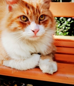 流浪猫-萌宠-色彩-姿态-表情 图片素材