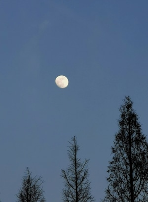 天空-夜色-月亮-清幽-意境 图片素材