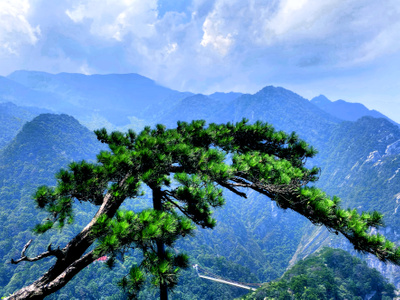 旅行-庐山-植物-松树-色彩 图片素材