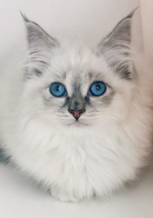 宠物-猫-萌态-好玩-我要上封面 图片素材