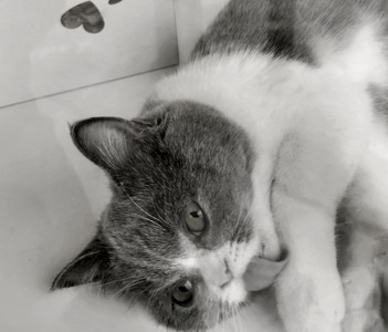 宠物-猫-萌态-我要上封面-你好2020 图片素材