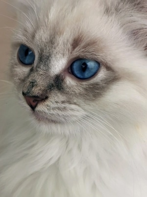 宠物-猫-布偶猫-素像-萌态 图片素材