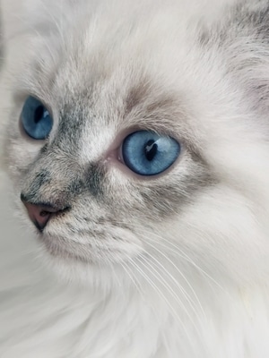 宠物-猫-布偶猫-素像-萌态 图片素材