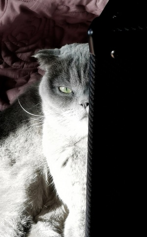 猫-眼神-抓拍-手机拍摄-猫 图片素材