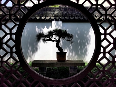 园林-景观墙-盆景-光影-我要上封面 图片素材