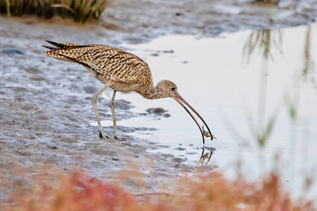 玲珑世界-北戴河湿地-拍鸟-鸟-动物 图片素材