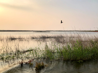 天津市-拍鸟-自然-风景-湿地 图片素材