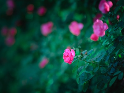 玫瑰花-小景-花-花卉-花朵 图片素材