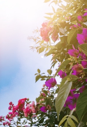 手机摄影-色彩的相貌-花-花卉-花朵 图片素材