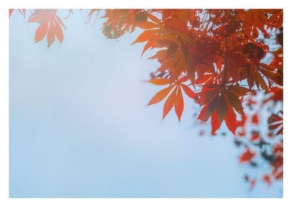 手机摄影-色彩的相貌-枫叶-秋天-胡拍 图片素材