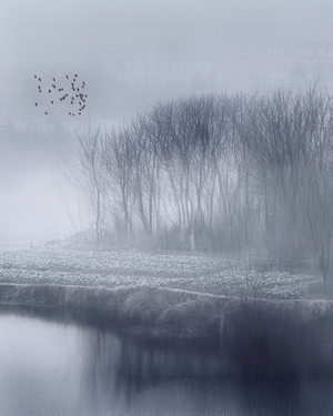 水墨风-天空-树-薄雾-树 图片素材