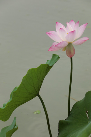 花儿-城市街景-花-花朵-花卉 图片素材