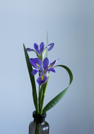 花艺-花-花朵-鸢尾花-花卉 图片素材