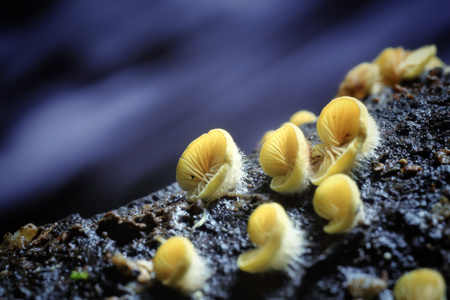 静物-风光-魔都映像-深夜摄影教室-奇妙的昆虫 图片素材