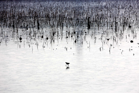 水墨风-东湖-结冰-冬天-小鸟 图片素材