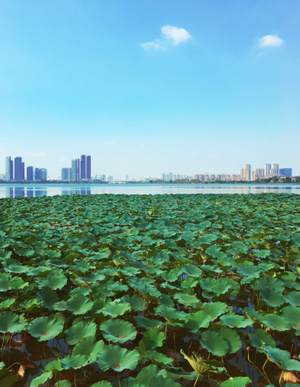 看你的城市-武汉市-东湖-荷塘-倒影 图片素材