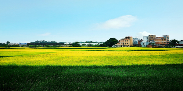 贵港市-手机拍摄-田野-风光-风景 图片素材