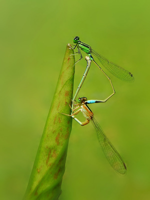生态昆虫-微观世界-手机-微距-七夕节 图片素材