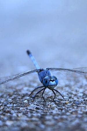 户外-微观世界-微距-手机-生态昆虫 图片素材