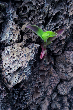 风光-幼苗-植物-叶子-岩石 图片素材