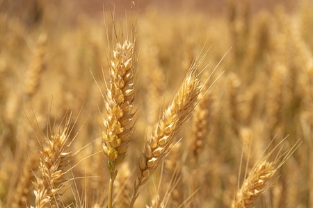 盛夏-麦穗-麦穗-植物-麦子 图片素材