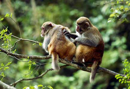 我要上封面-生态-生态摄影-动物-猕猴 图片素材