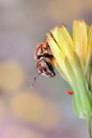 手机摄影-微距-昆虫-植物-色彩 图片素材