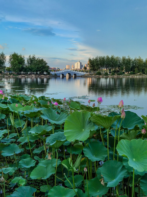 夏天-长春-南湖公园-荷花-湖面 图片素材